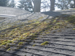 Moss roof clean